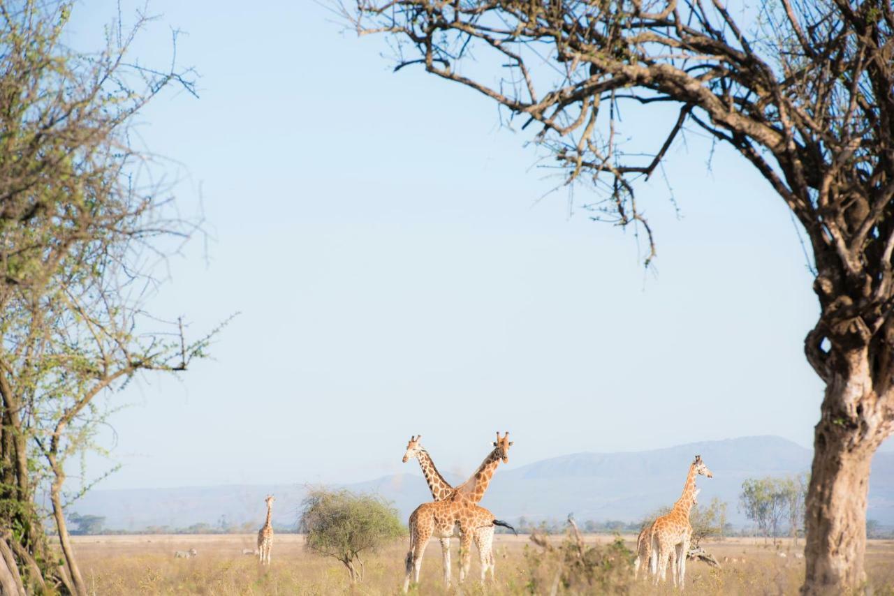 Mbweha Camp Lake Nakuru Elmenteita Exterior foto